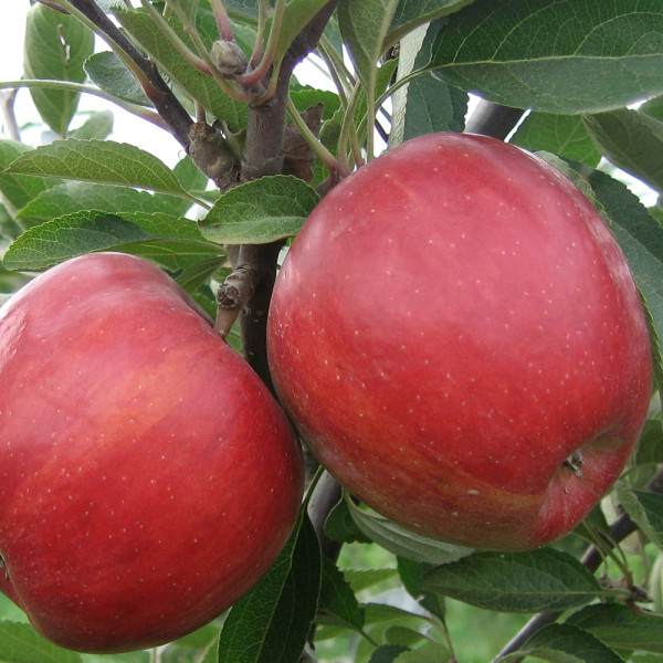 Jabloň Braeburn