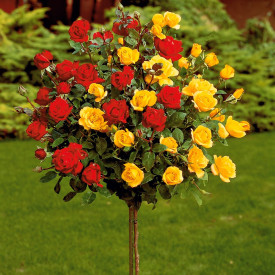 Dvojfarebná ruža Bicolor