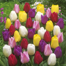 Tulipány farebný mix (140)