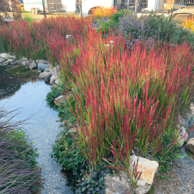 Imperata Red Baron