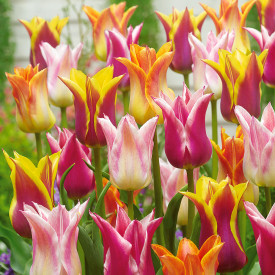 Ľaliokveté tulipány (30)