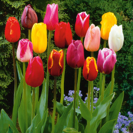 Tulipány s dlhými stonkami (50)