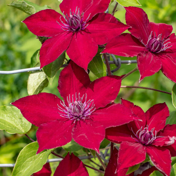 Clematis Nubia, červená