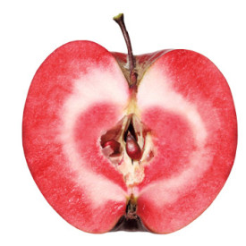Redlove Odysso zimná jabloň s voľným koreňom