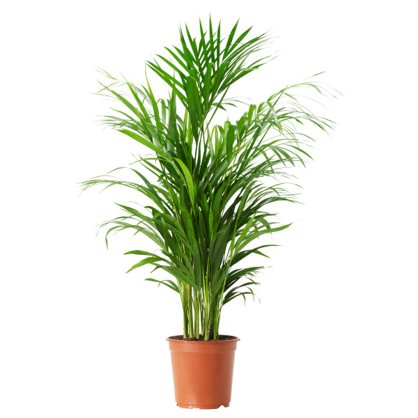 Areca palma, menšia