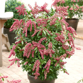 Pieris japonský