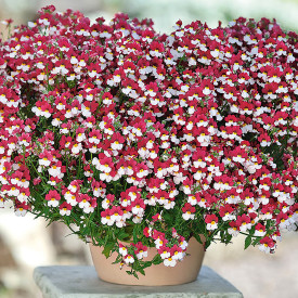 Nemesia Sunsatia (3)