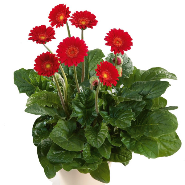 Gerbera Garvinea červená (2)