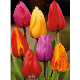 Darwin hybrid tulipány (25)