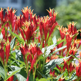 Spigelia Little Redhead