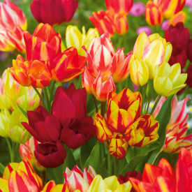 Mnohokveté tulipány, mix (20)