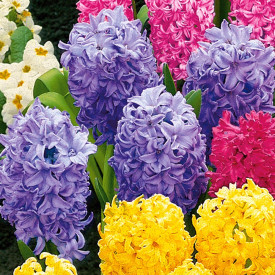 Voňavé hyacinty svetlomodré (4)