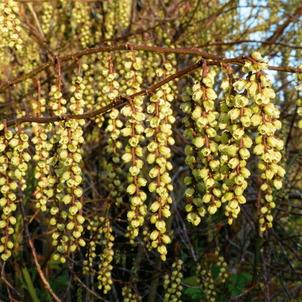 Stachyurus Celina