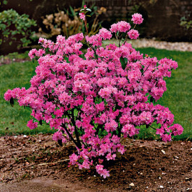 Rododendron Alpská ruža