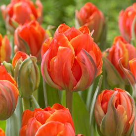 Tulipány Queensday (10)