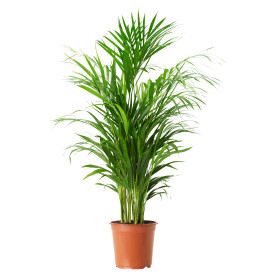 Areca palma, menšia