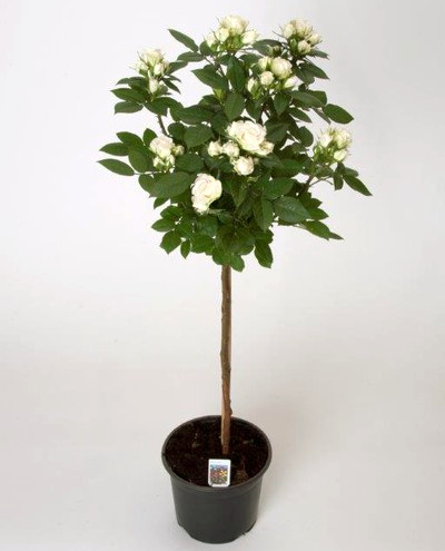 Kmeňová ruža 'Terrazza' biela