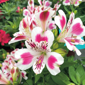 Alstromeria White Pink Blush (1)