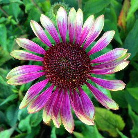 Echinacea Green Twister (3)