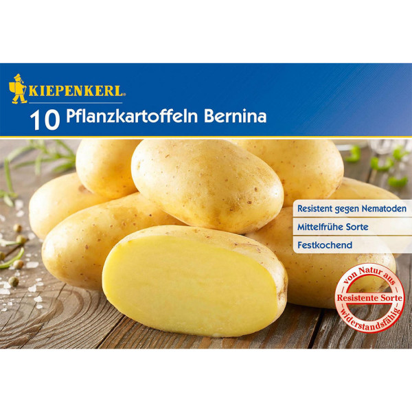 Bernina zemiaky 10 (hľúz)