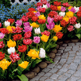 Plnokveté skoré tulipány (25)