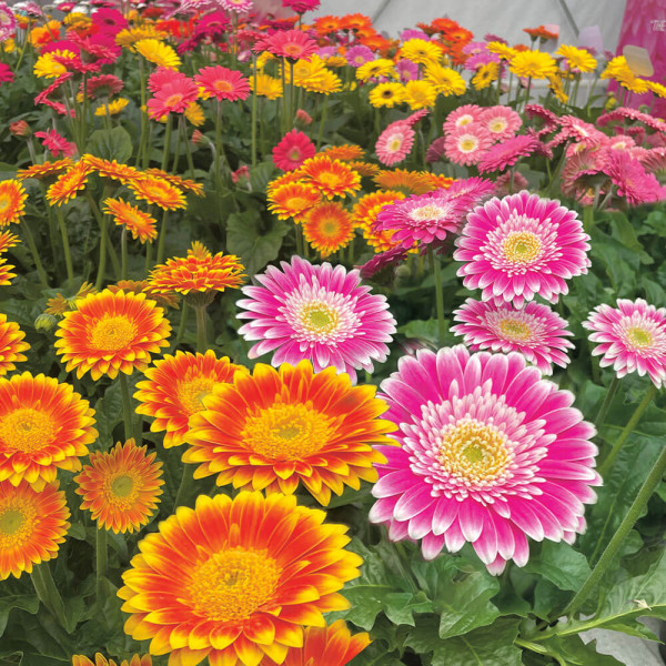 Dvojfarebná gerbera Sweet Blaze a Sweet Fiesta (6)