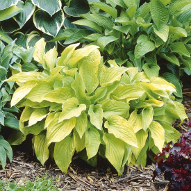 Hosta August Moon