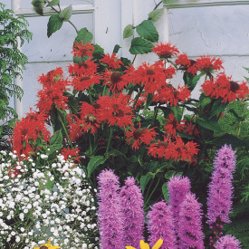 Monarda Fireball