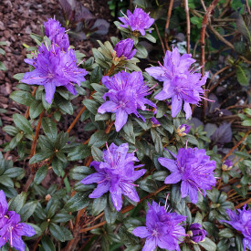 Rododendron 'Gletschernacht'