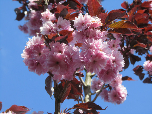 Okrasná čerešňa Royal Burgundy