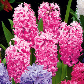 Voňavé hyacinty svetloružové (4)