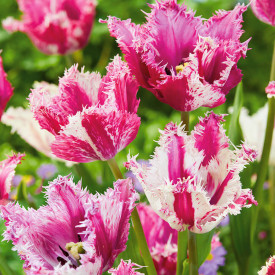 Purple Circus tulipány (6)