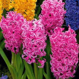 Voňavé hyacinty ružové (4)