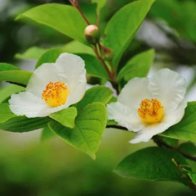 Stewartia kaméliovitá