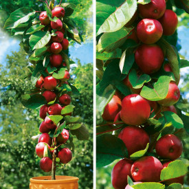 Stĺpovitá jabloň Redcats s voľným koreňom