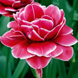 Dream Touch tulipánová ruža (10)
