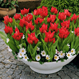 Praestans mnohokvetný tulipán (20)