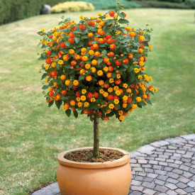 Lantana kmeňová, oranžová