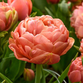 Copper Image tulipán (10)