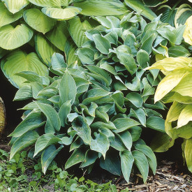 Hosta Halcyon