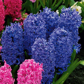 Voňavé hyacinty tmavomodré (4)