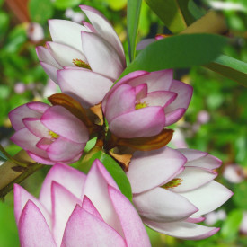 Magnolia Fairy Blush