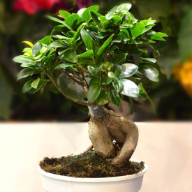 Fikus bonsai