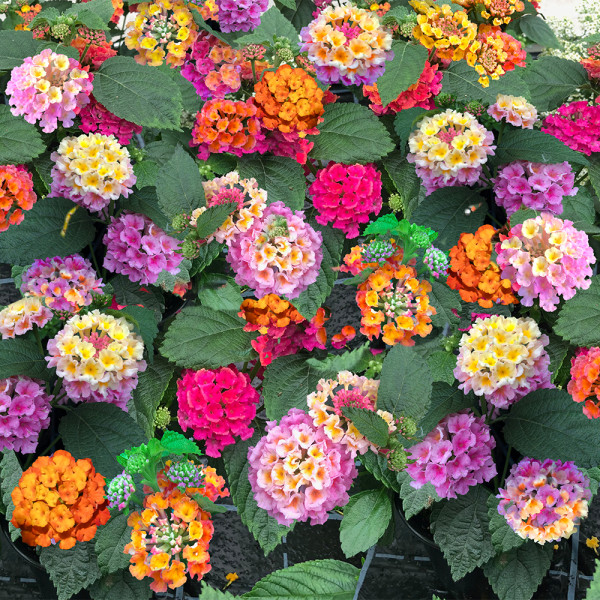 Lantana menlivá Multicolor (3)