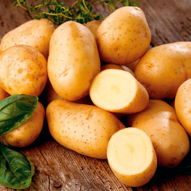 Gala zemiaky 2,5 kg